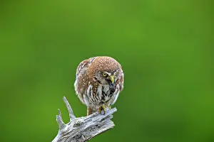 Pellets: Austral Pygmy Owl regurgitating insects food