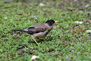 Falcklandii: Austral Thrush