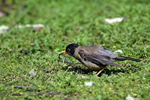 Falcklandii: Austral Thrush