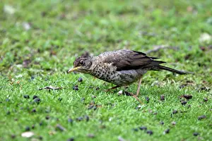 Falcklandii: Austral Thrush