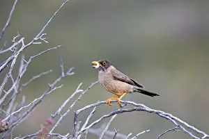 Austral: Austral Thrush with food in beak