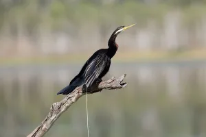Faeces: Australasian / Australian Darter