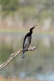 Darters: Australasian / Australian Darter