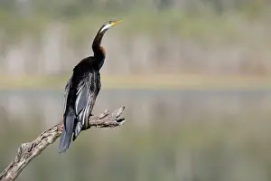 Darters: Australasian / Australian Darter