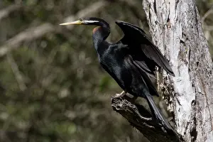 Darters: Australasian / Australian Darter