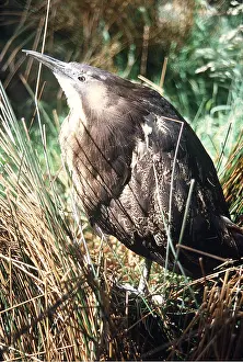 Bittern: AUSTRALASIAN BITTERN