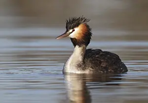 Australias: Australasian Crested Grebe (Podiceps cristatus australis)