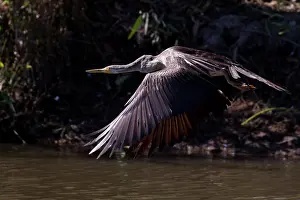 Darters: Australasian Darter Flying across a pool near a floodpl