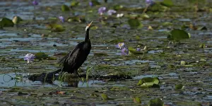 Darters: Australasian Darter perched In a billabong Peppimenar