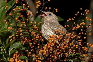 Figbird: Australasian Figbird