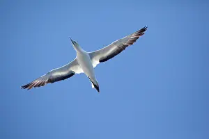 Serrator: Australasian Gannet