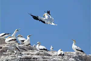 Serrator: Australasian Gannet