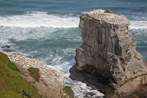 Onshore: Australasian Gannet - colonies offshore and onshore