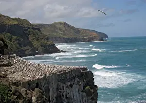 Muriwai: Australasian Gannet colony at Muriwai Beach