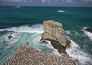 Muriwai: Australasian Gannet colony at Muriwai Beach