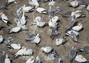 Muriwai: Australasian Gannet colony at Muriwai Beach