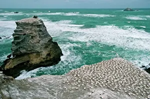 Serrator: Australasian Gannet - colony on rocks