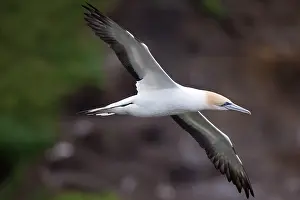 Serrator: Australasian Gannet - in flight