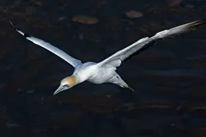Serrator: Australasian Gannet in flight