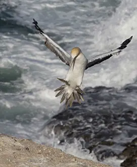 Serrator: Australasian Gannet in flight