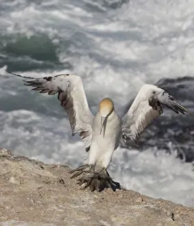 Serrator: Australasian Gannet in flight