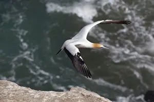 Serrator: Australasian Gannet - in flight over the sea