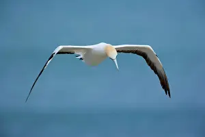 Australasian Gannet - in flight soaring above the