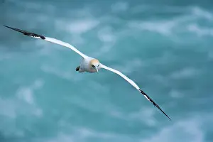 Serrator: Australasian Gannet - in flight soaring above the ocean