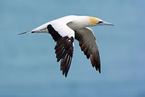 Serrator: Australasian Gannet - in flight soaring above the ocean