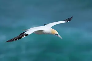 Serrator: Australasian Gannet - in flight soaring above the ocean