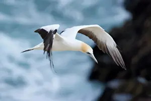 Serrator: Australasian Gannet - in flight soaring above the ocean