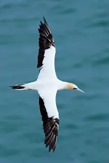 Serrator: Australasian Gannet - in flight soaring above the ocean