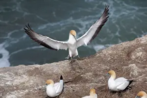 Serrator: Australasian Gannet - landing at the colony