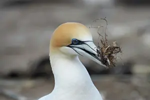 Hawkes: Australasian Gannet ( Morus serrator )