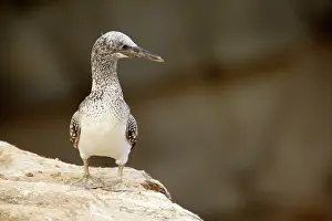 Fledged: Australasian Gannet - nearly fully fledged chick