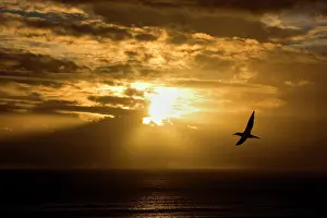Serrator: Australasian Gannet - soaring above the ocean while