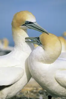 Cuddle: Australasian Gannet, (Sula serrator), courting