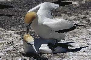 Kidnappers: Australasian Gannets