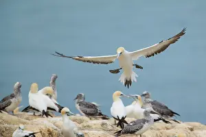 Serrator: Australasian Gannets - adult about to land amidst