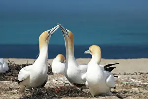 Gannets: Australasian Gannets ( Morus serrator )