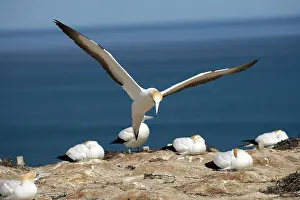 Gannets: Australasian Gannets ( Morus serrator )