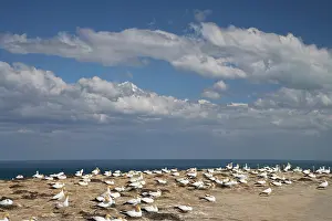 Gannets: Australasian Gannets ( Morus serrator )