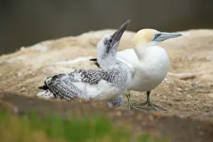 Fledged: Australasian Gannets - nearly fully fledged chick