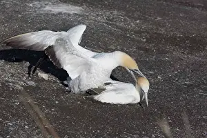 Muriwai: Australasian Gannets - A pair mating - Muriwai Gannet