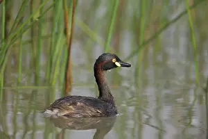 Tachybaptus: Australasian Grebe