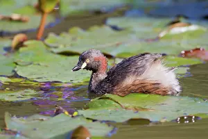 Tachybaptus: Australasian Grebe
