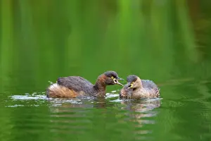 Tachybaptus: Australasian Grebe - two adult Australasian Grebe