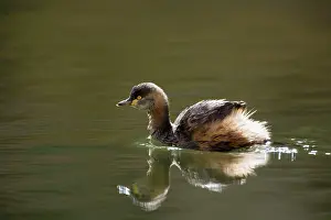 Tachybaptus: Australasian Grebe - adult in breeding plumage
