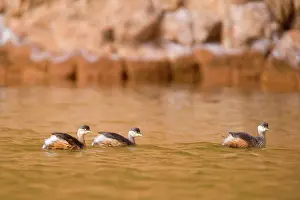 Tachybaptus: Australasian Grebe - three adults in breeding plumage