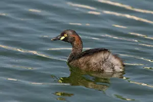 Tachybaptus: Australasian Grebe - in breeding plumage